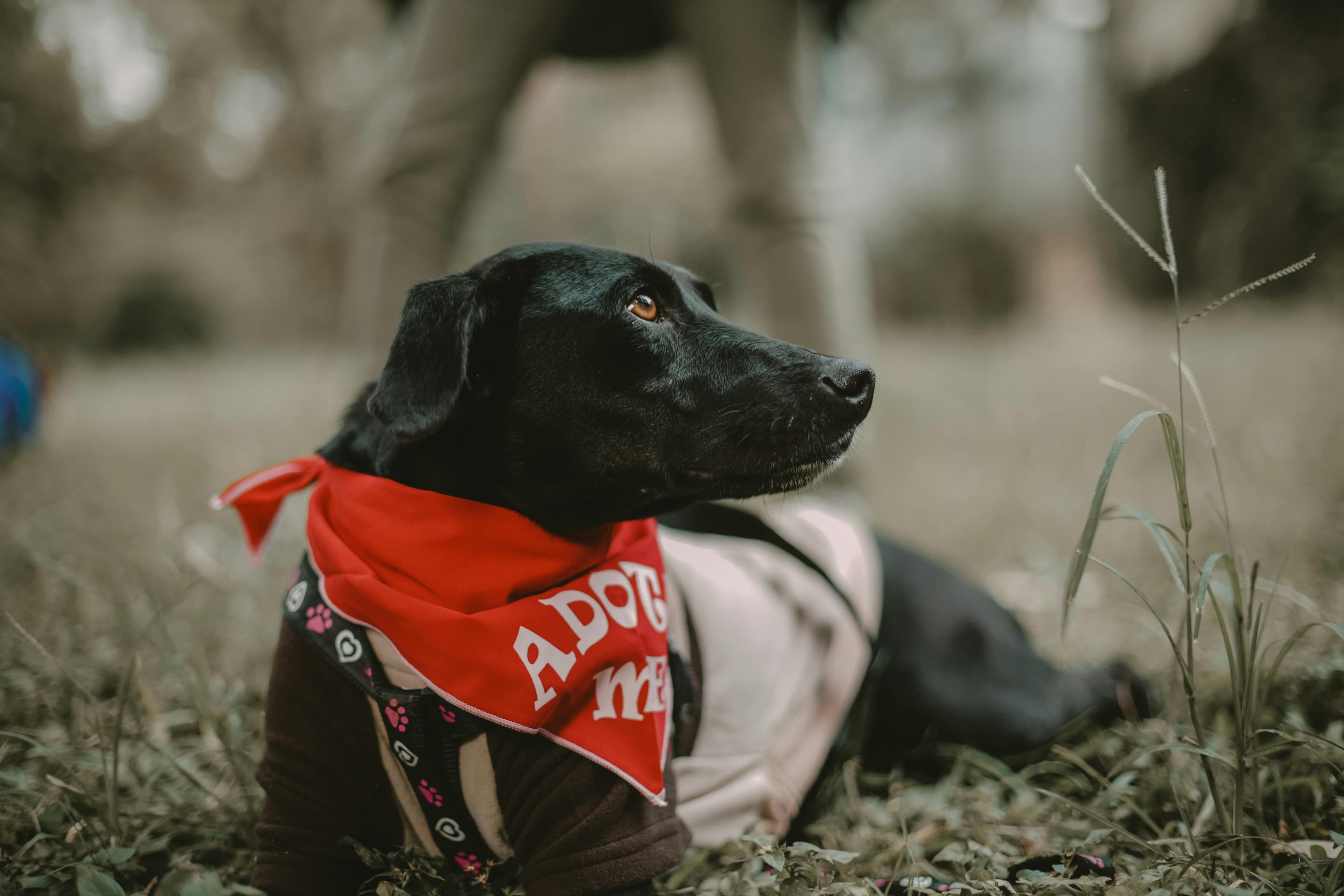 Vedetele care au adoptat animale de companie și au postat despre asta în 2026