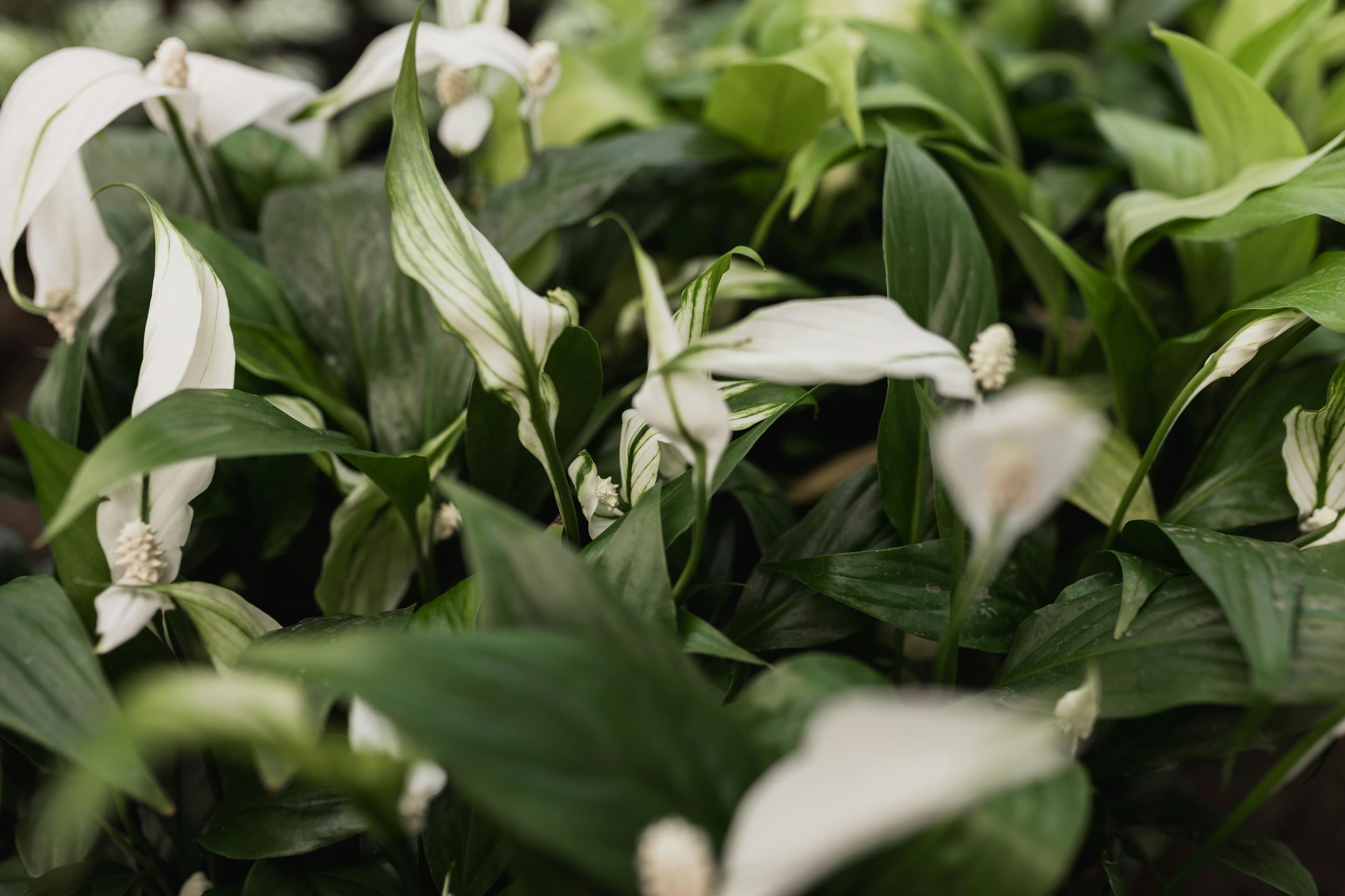 Plantele de interior care purifică aerul și sunt ușor de întreținut în 2026