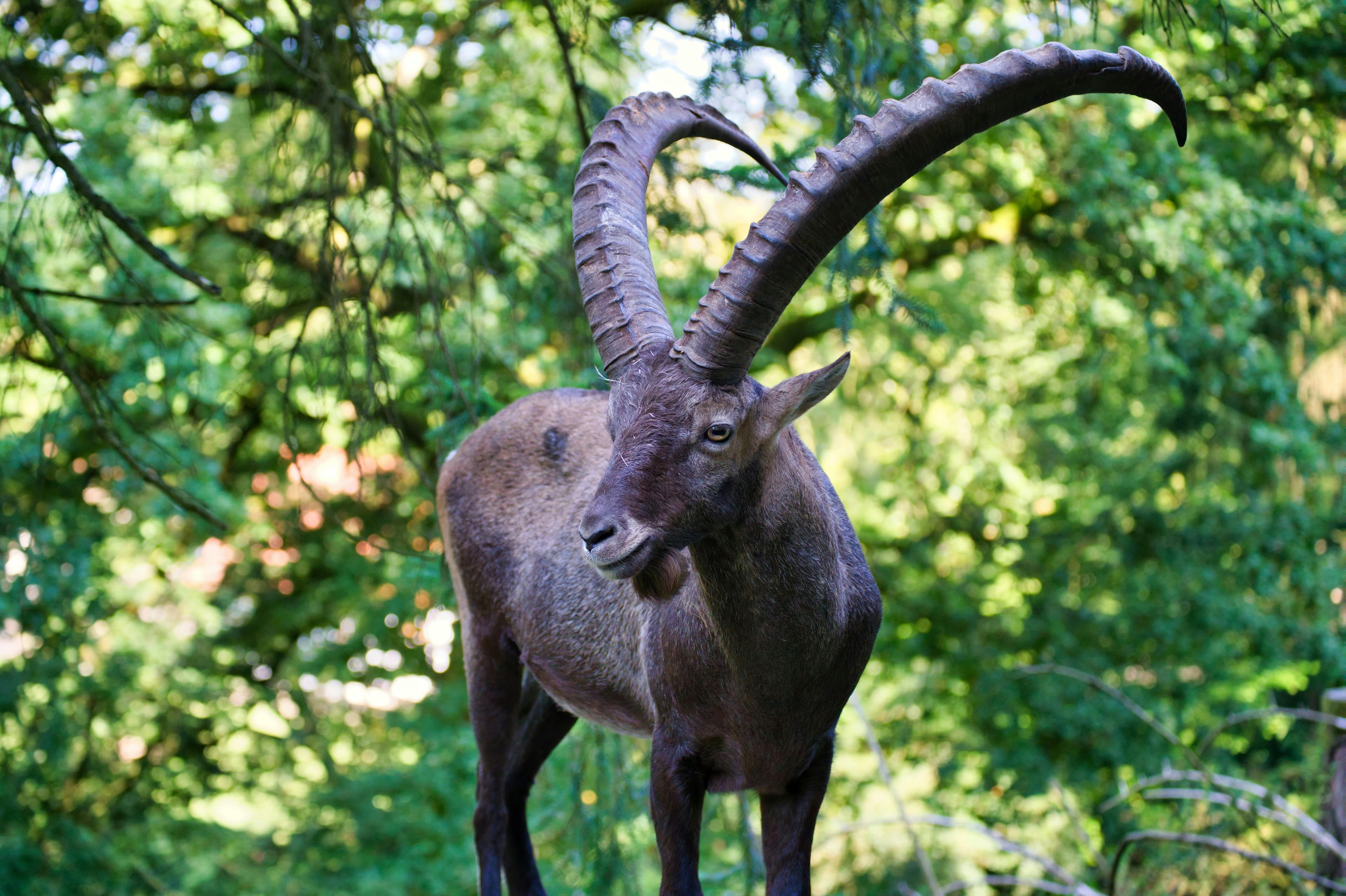 Horoscop mai 2026 pentru zodiile de pământ: Taur, Fecioară, Capricorn