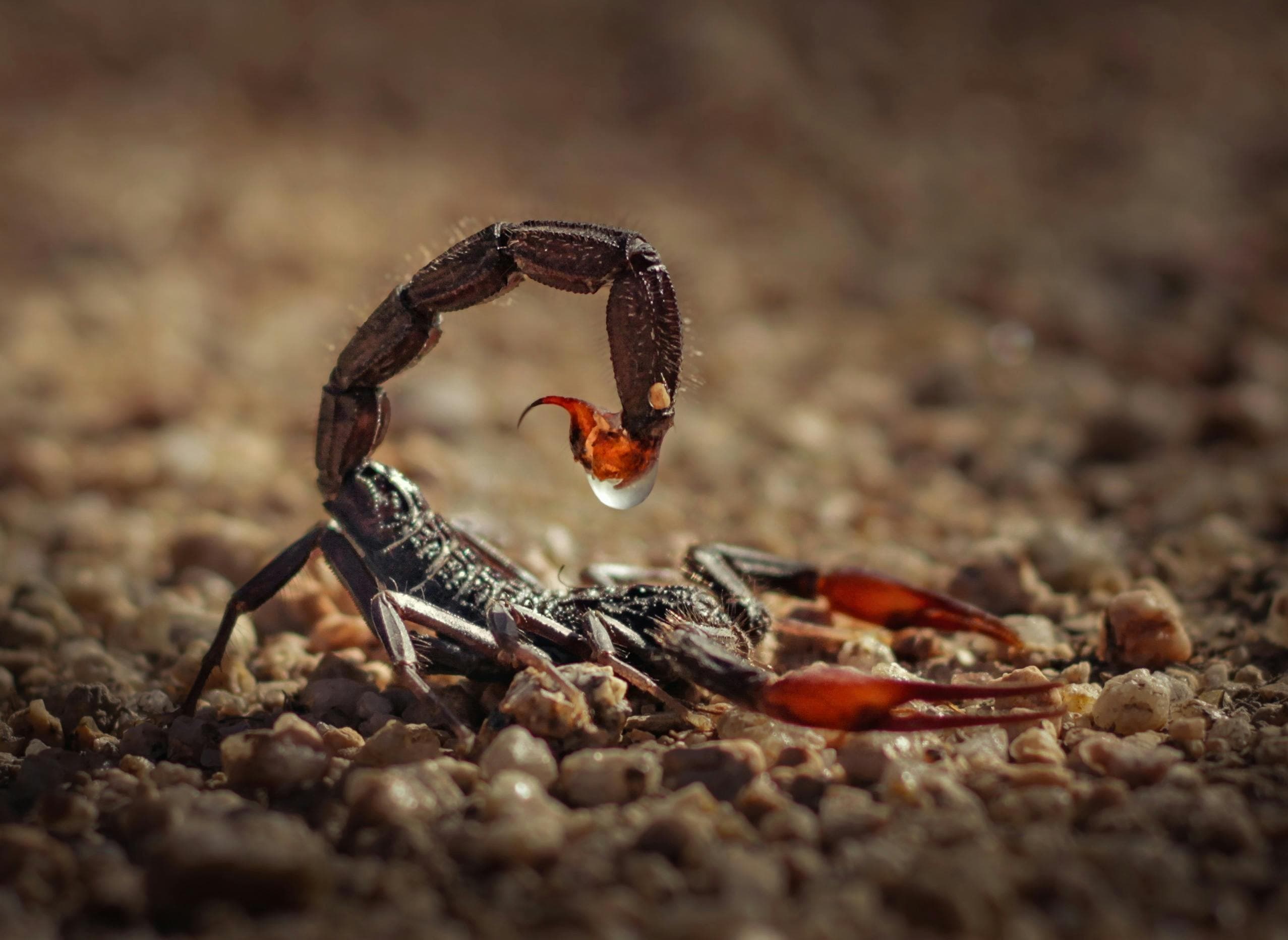 Horoscop mai 2026 pentru zodiile de apă: Rac, Scorpion, Pești
