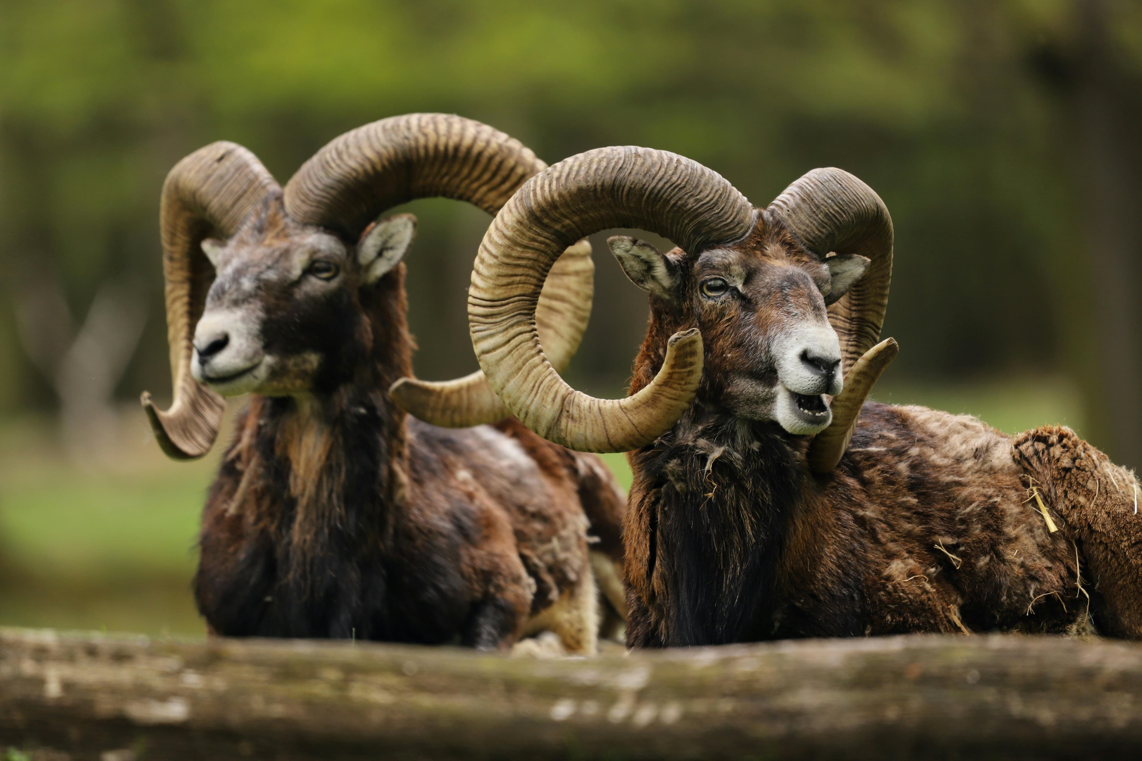 Horoscop mai 2026 pentru zodiile de foc: Berbec, Leu, Săgetător